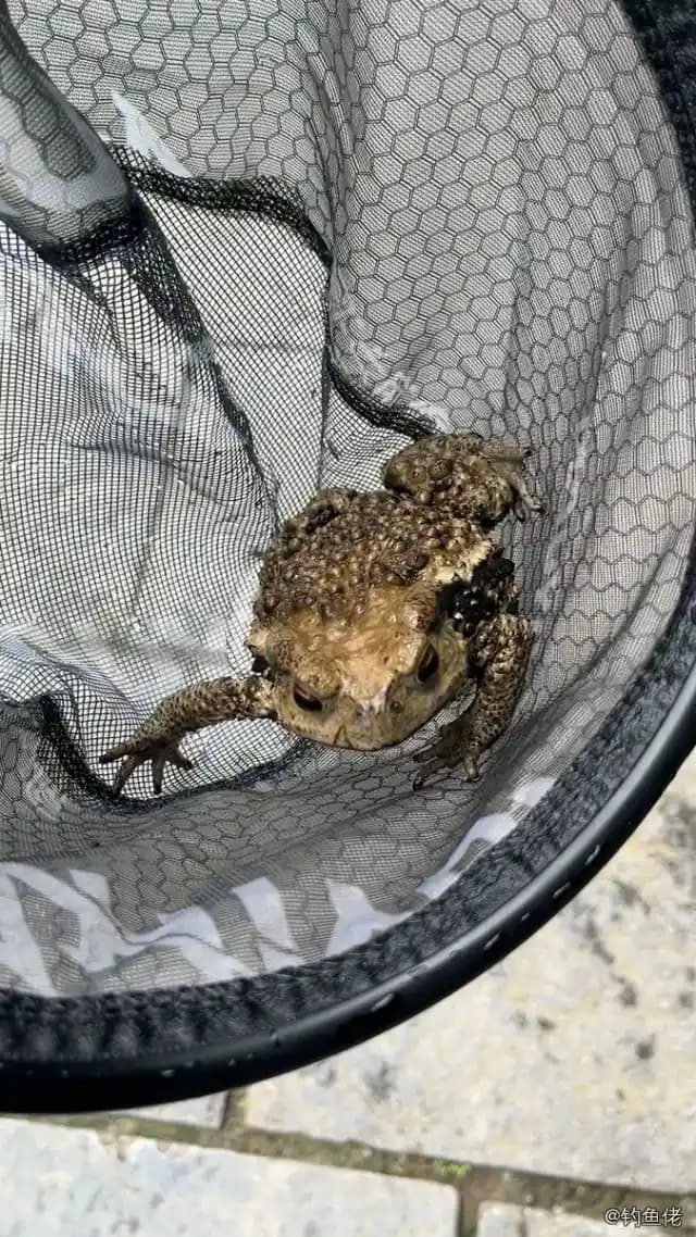 玫瑰毒鲉钓获 遵义市 