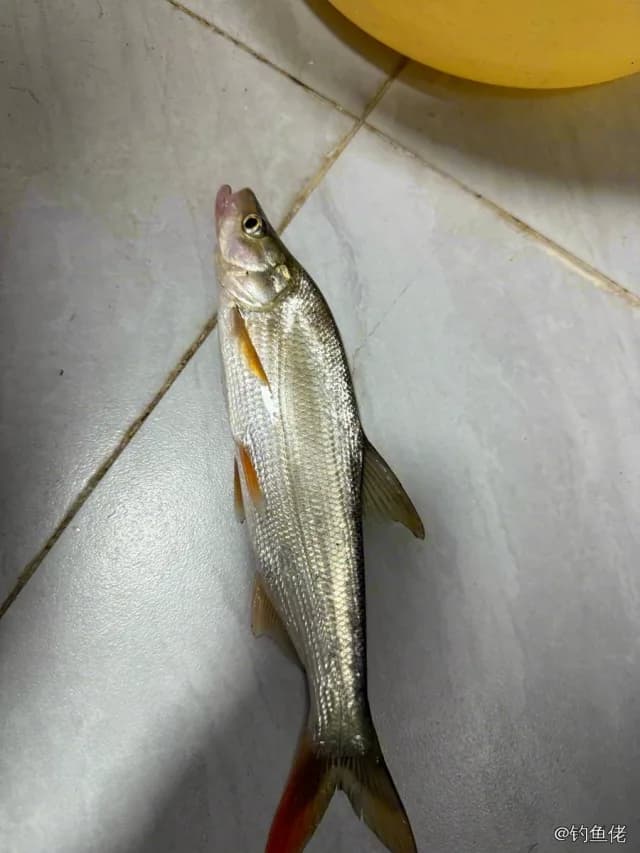 蒙古鲌钓获 衡阳市 0.7kg