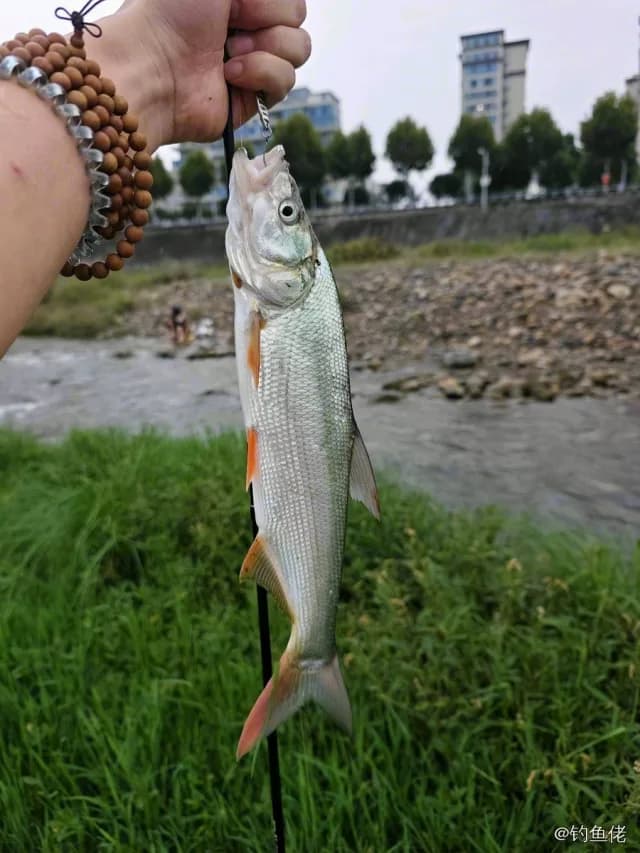 蒙古鲌钓获 南阳市 0.7kg