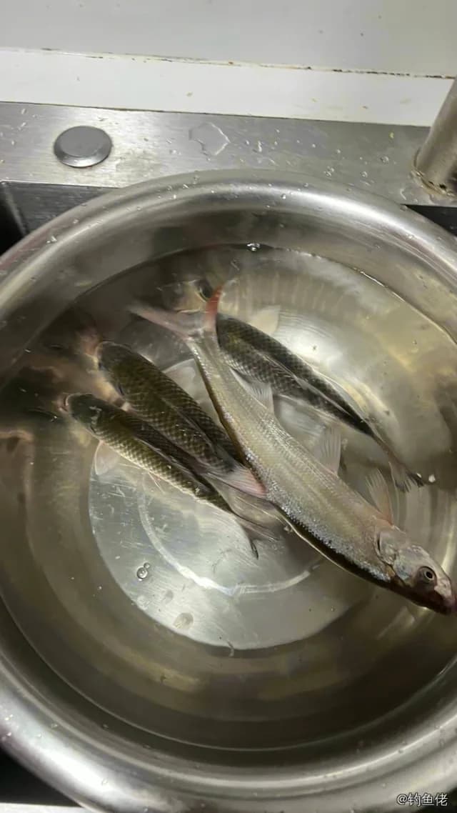 蒙古鲌钓获 漯河市 0.6kg