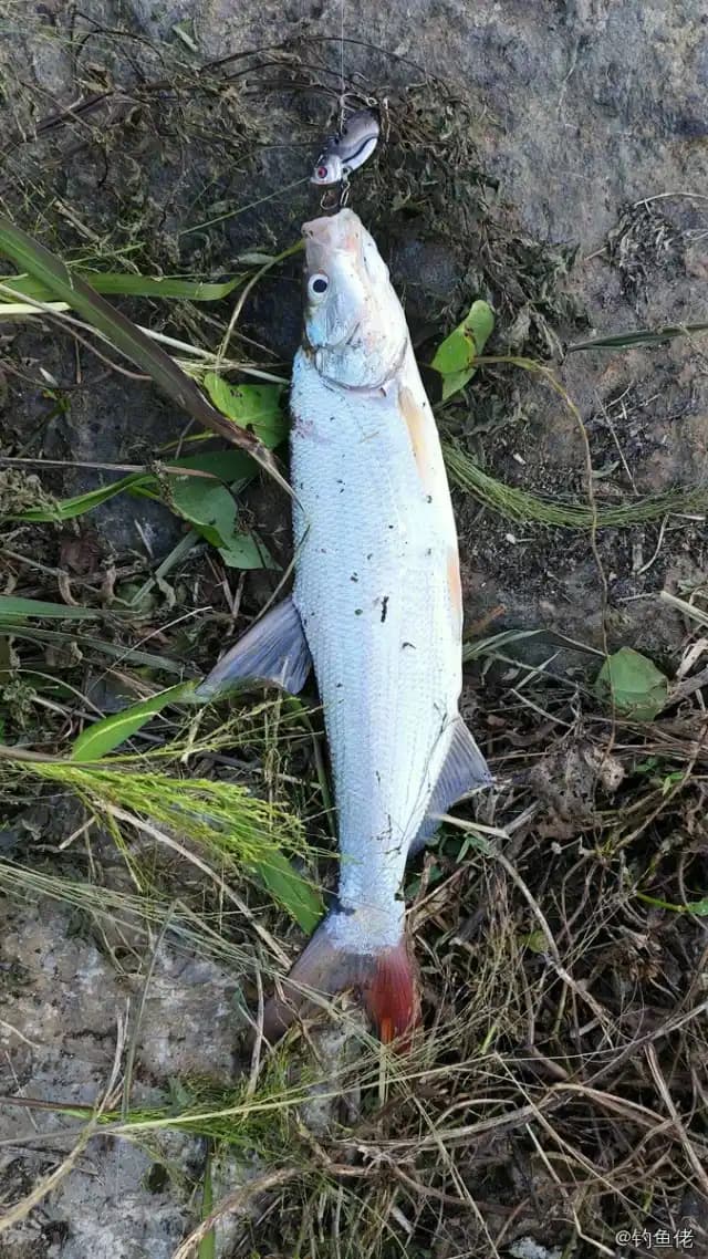 蒙古鲌钓获 安庆市 0.5kg