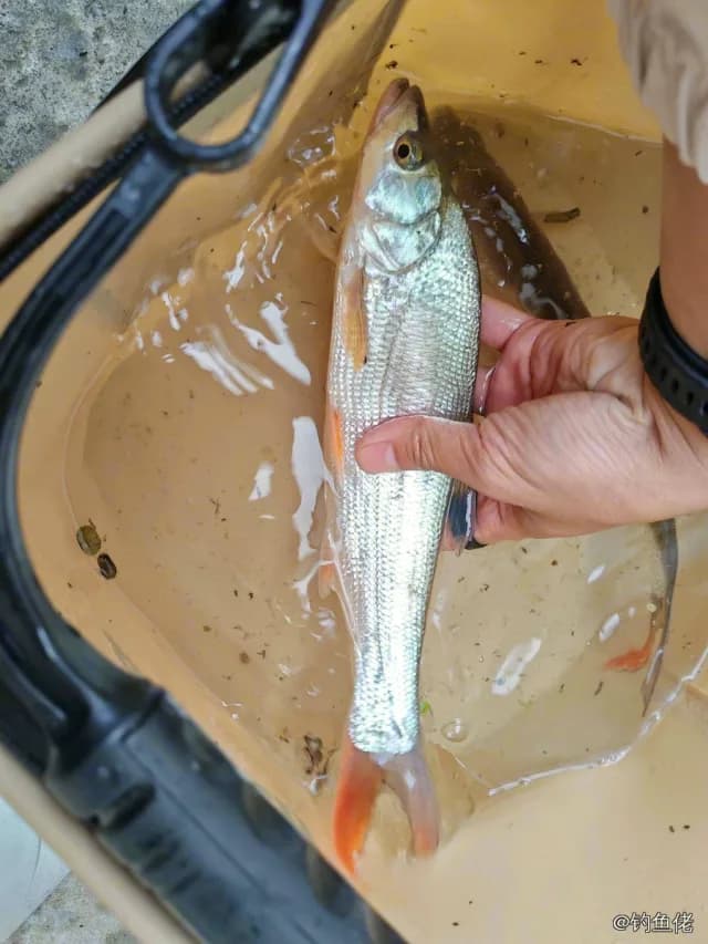 蒙古鲌钓获 亳州市 0.7kg