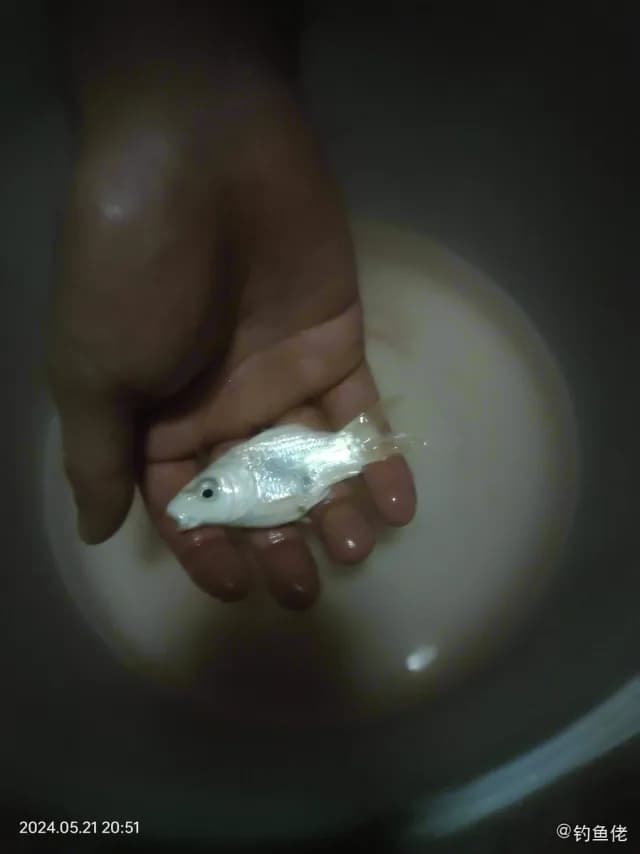 茉莉花鳉钓获 长春市 0.01kg