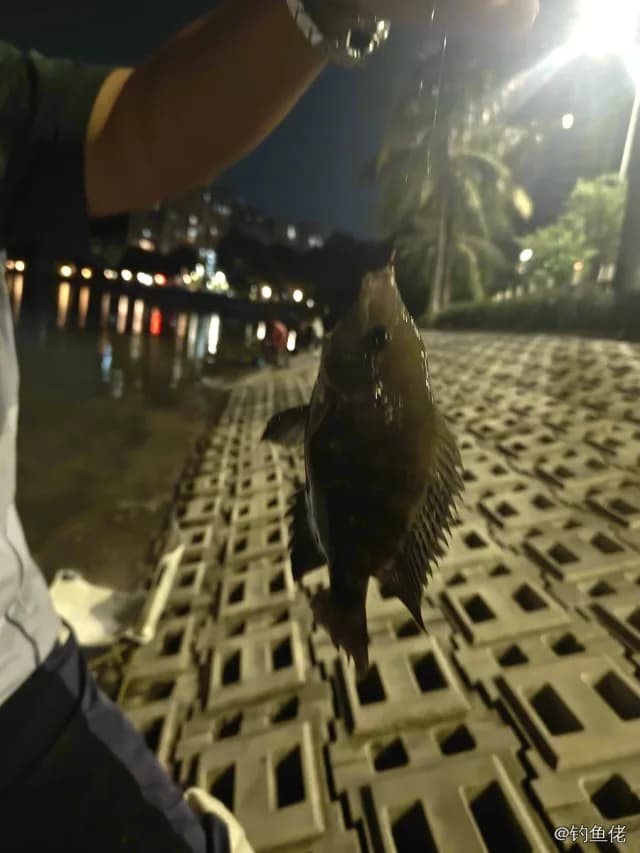 莫桑比克罗非鱼钓获 珠海市 0.6kg