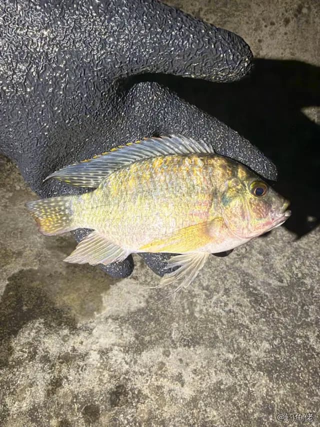 莫桑比克罗非鱼钓获 珠海市 0.3kg