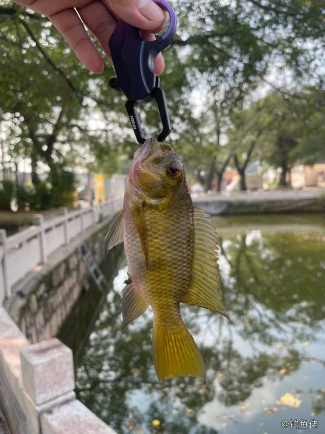 莫桑比克罗非鱼钓获 揭阳市 0.3kg