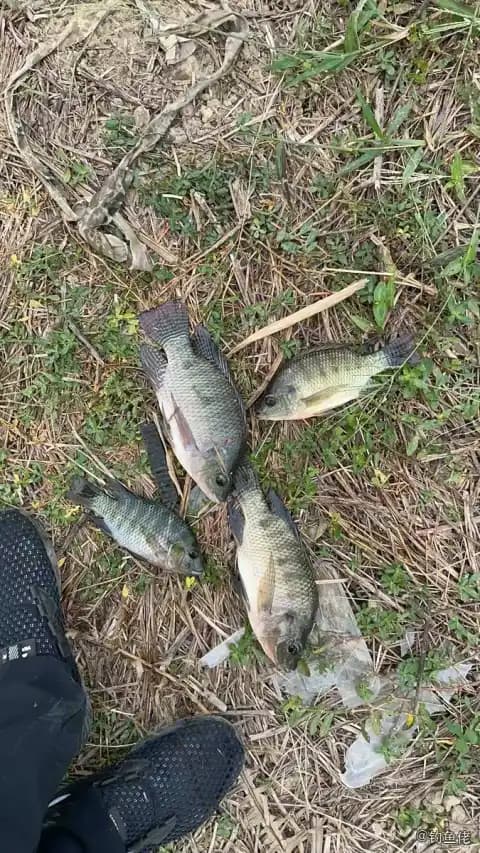 尼罗非鲫钓获 佛山市 0.8kg