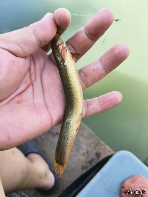 泥鳅钓获 娄底市 0.2kg