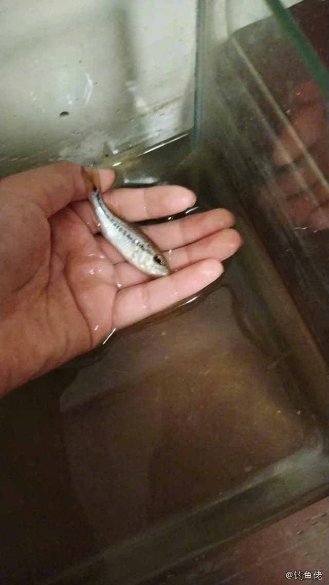 拟细鲫钓获 衡阳市 0.1kg