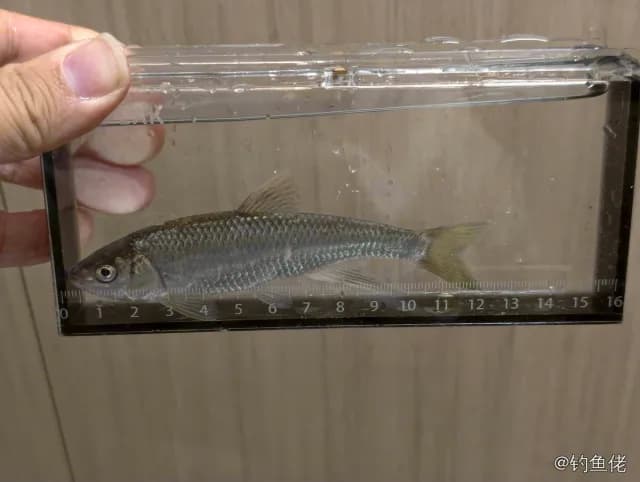 拟细鲫钓获 北京市 0.1kg