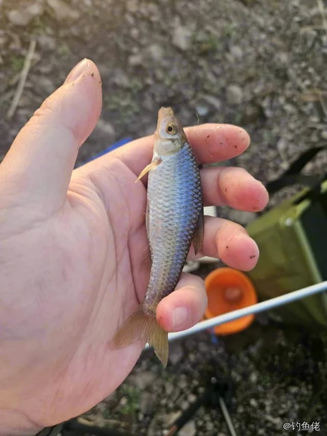 拟细鲫钓获 临沂市 0.1kg