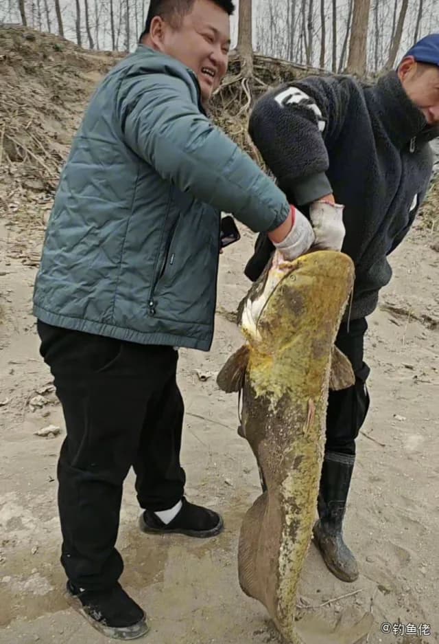 鲶鱼钓获 益阳市 8kg