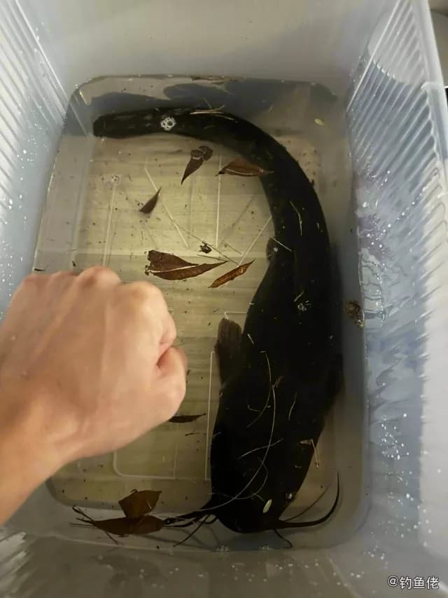 鲶鱼钓获 成都市 2.5kg