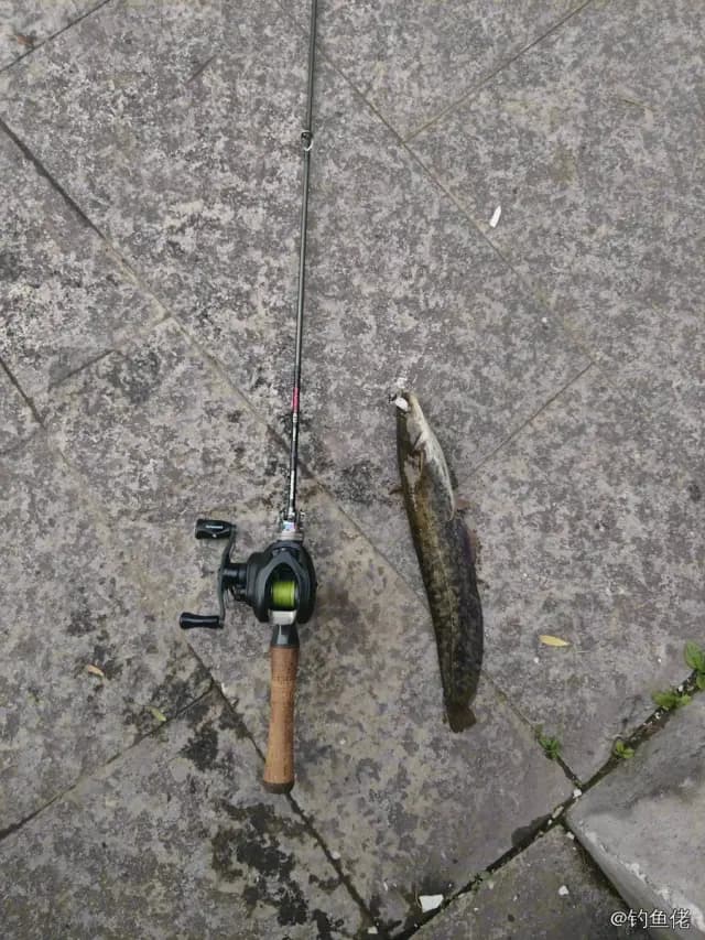 鲶鱼钓获 晋中市 1.6kg