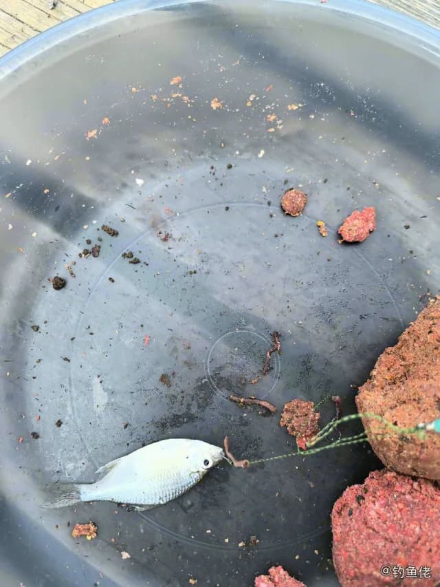鳑鲏钓获 宿迁市 0.08kg