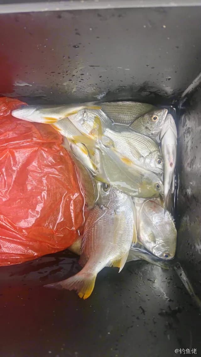 平鲷钓获 防城港市 0.9kg