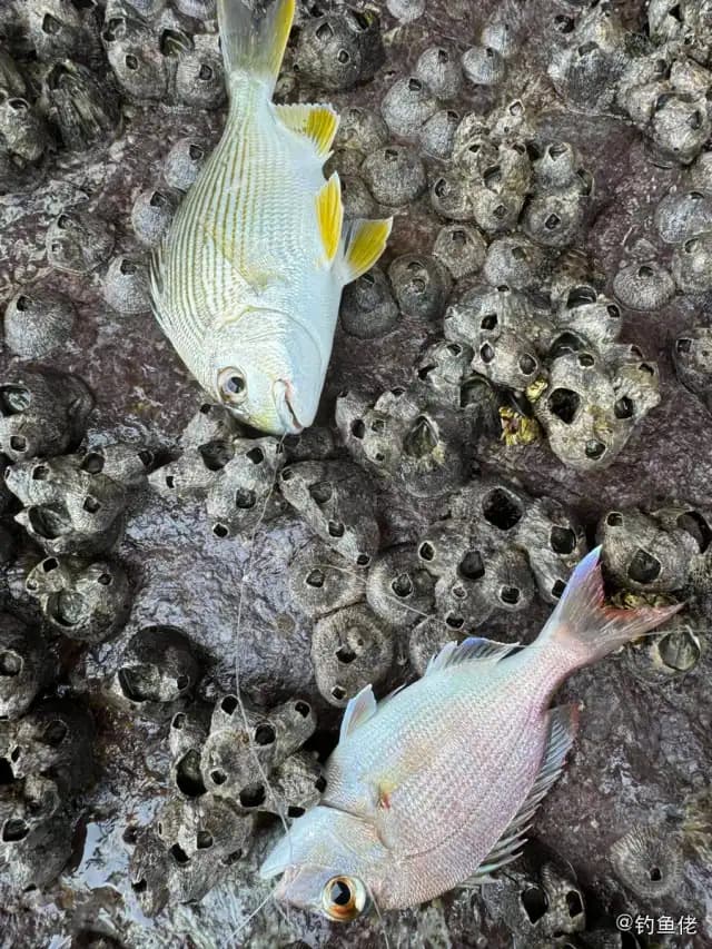 平鲷钓获 深圳市 2.4kg