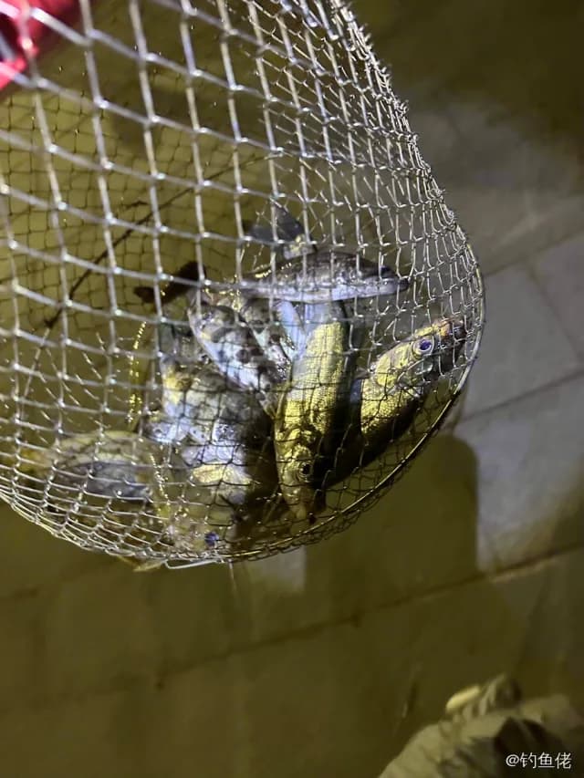 鲯鳅钓获 怀化市 4kg