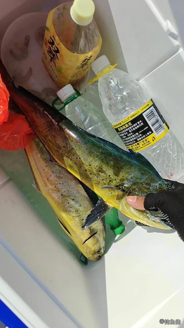 鲯鳅钓获 三亚市 2.5kg