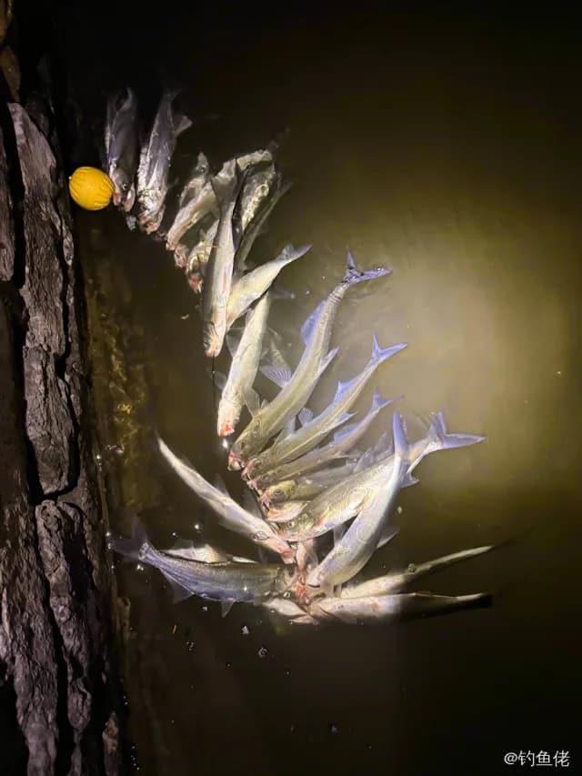 翘嘴鲌钓获 凉山彝族自治州 3kg