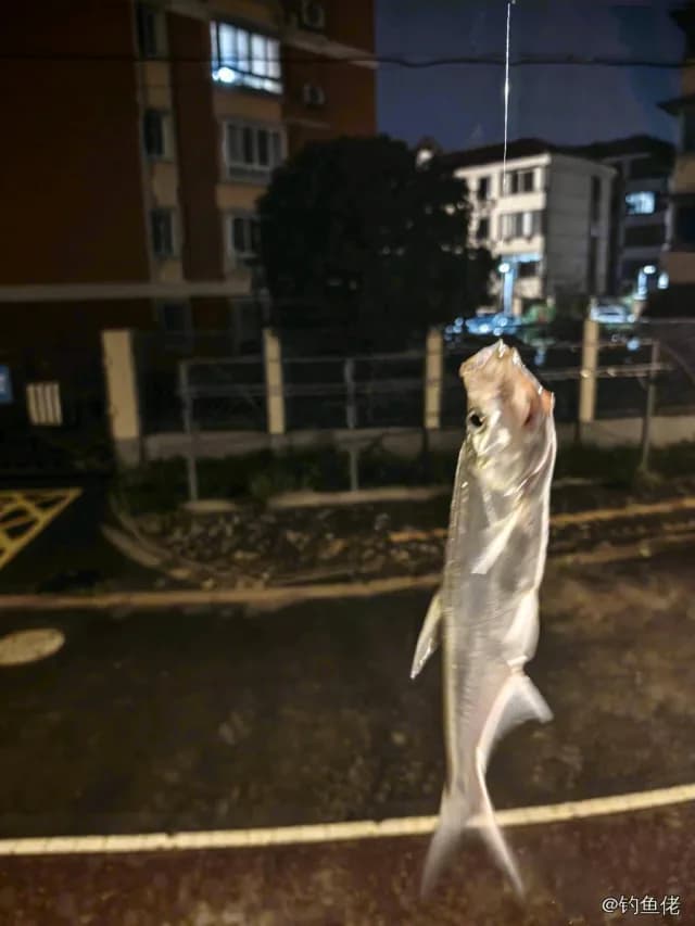 翘嘴鲌钓获 上海市 1kg