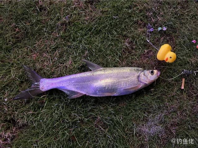 翘嘴鲌钓获 上海市 0.5kg