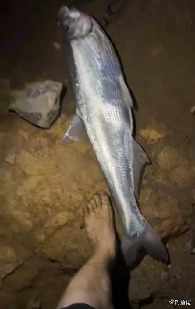 翘嘴鲌钓获 武汉市 8kg