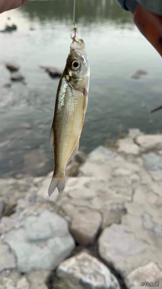 青梢红鲌钓获 北京市 0.2kg
