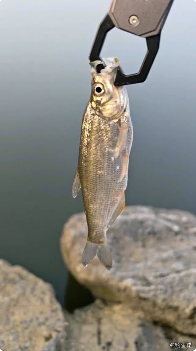 青梢红鲌钓获 武汉市 0.3kg