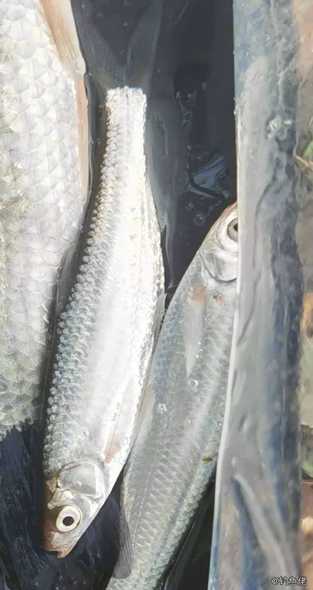 青梢红鲌钓获 上海市 2.5kg