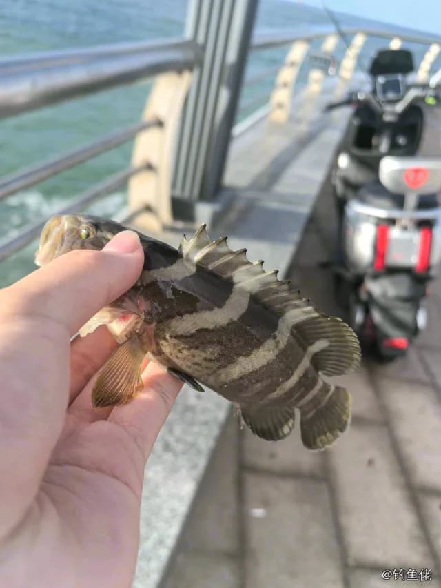 青石斑鱼钓获 汕头市 0.5kg
