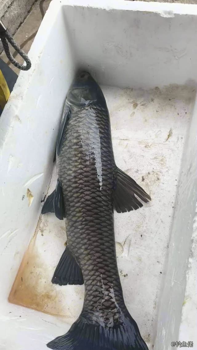 青鱼钓获 合肥市 24kg