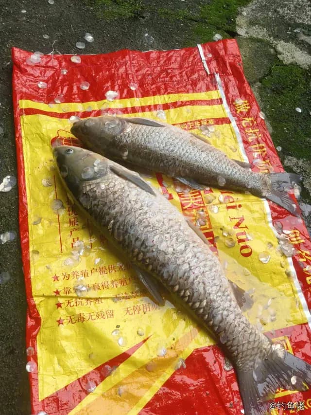 青鱼钓获 龙岩市 11kg