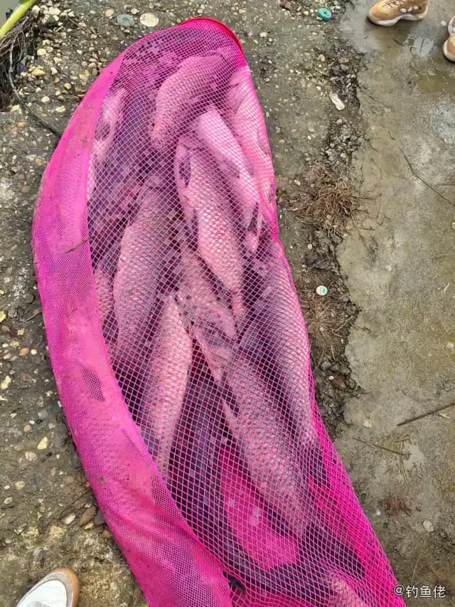 青鱼钓获 长沙市 6.8kg