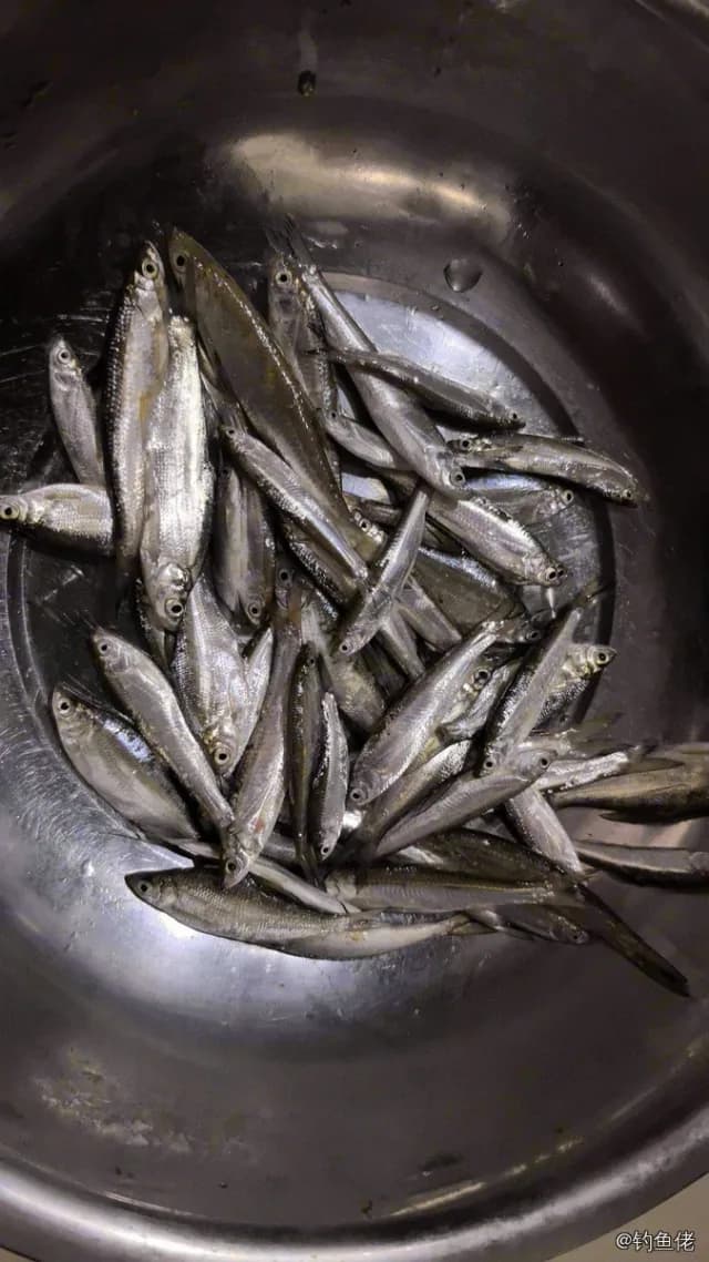 秋刀鱼钓获 武汉市 0.01kg