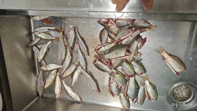 日本发光鲷钓获 黄石市 1.5kg
