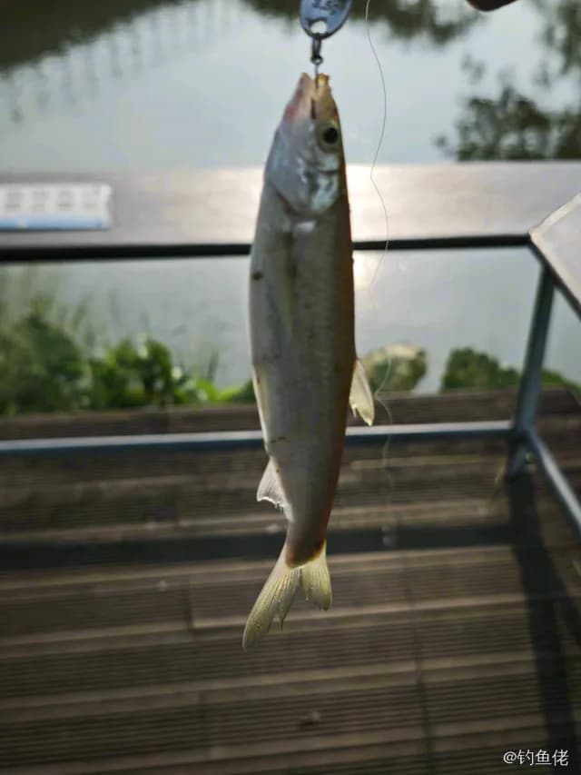 日本鲭钓获 深圳市 0.16kg