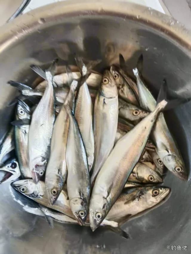 日本鲭钓获 葫芦岛市 0.2kg
