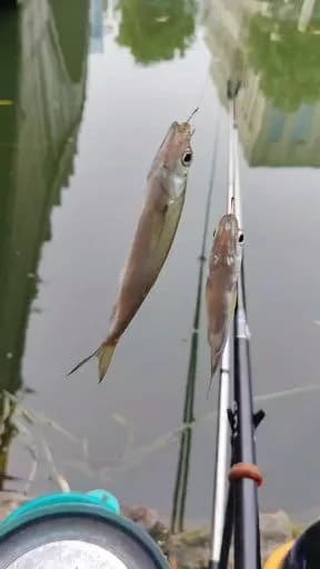 日本魣钓获 苏州市 0.5kg