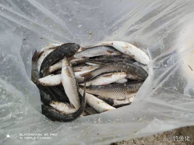 日本魣钓获 潍坊市 6.5kg