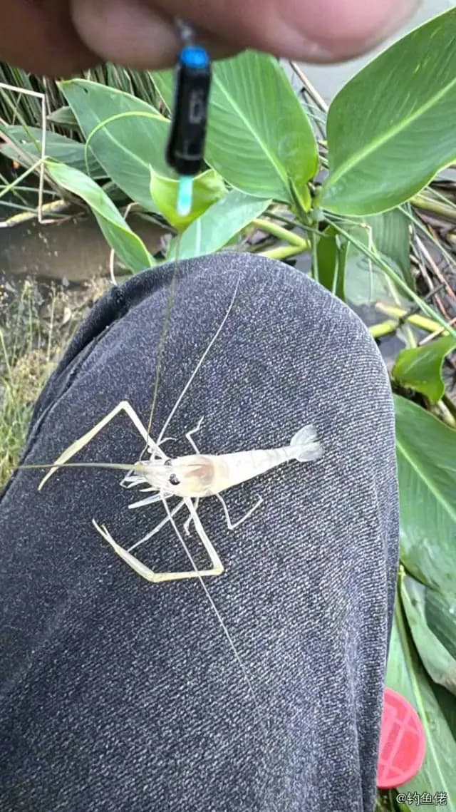日本沼虾钓获 温州市 