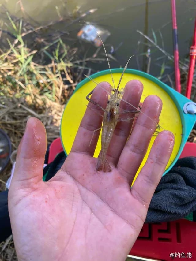 日本沼虾钓获 天津市 0.01kg