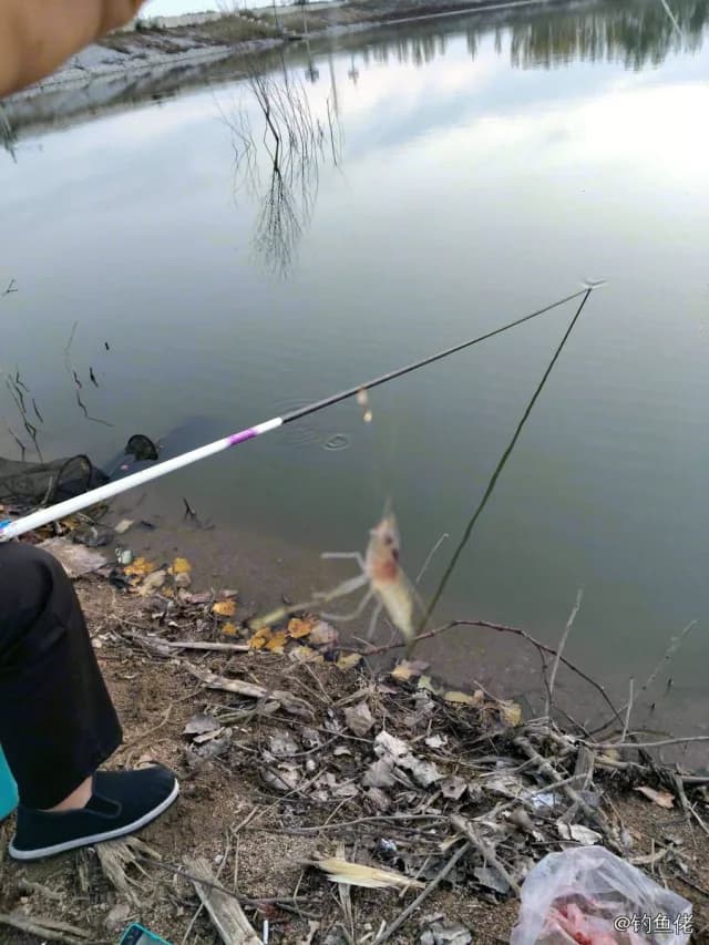 日本沼虾钓获 北京市 0.01kg