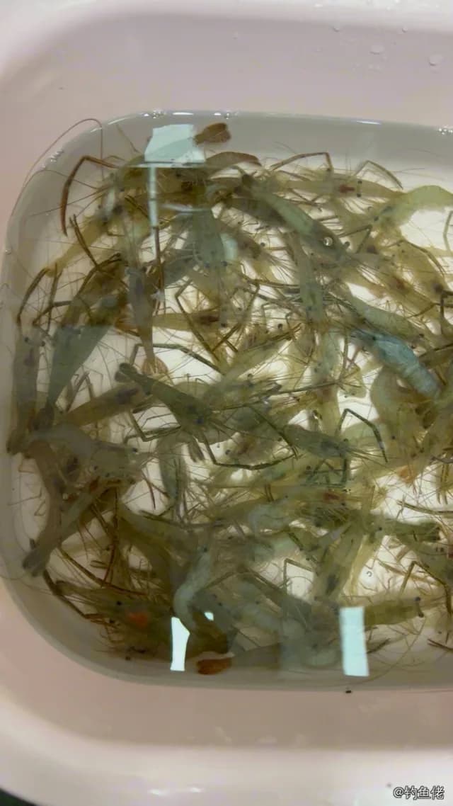 日本沼虾钓获 上海市 