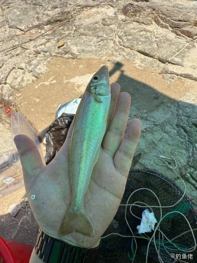 少鳞鱚钓获 惠州市 0.2kg
