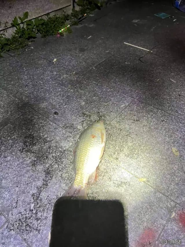 邵氏猪齿鱼钓获 广州市 1kg