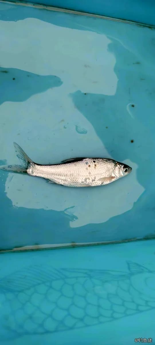 似鳊钓获 苏州市 0.1kg