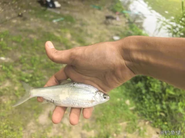 似鳊钓获 上海市 0.1kg