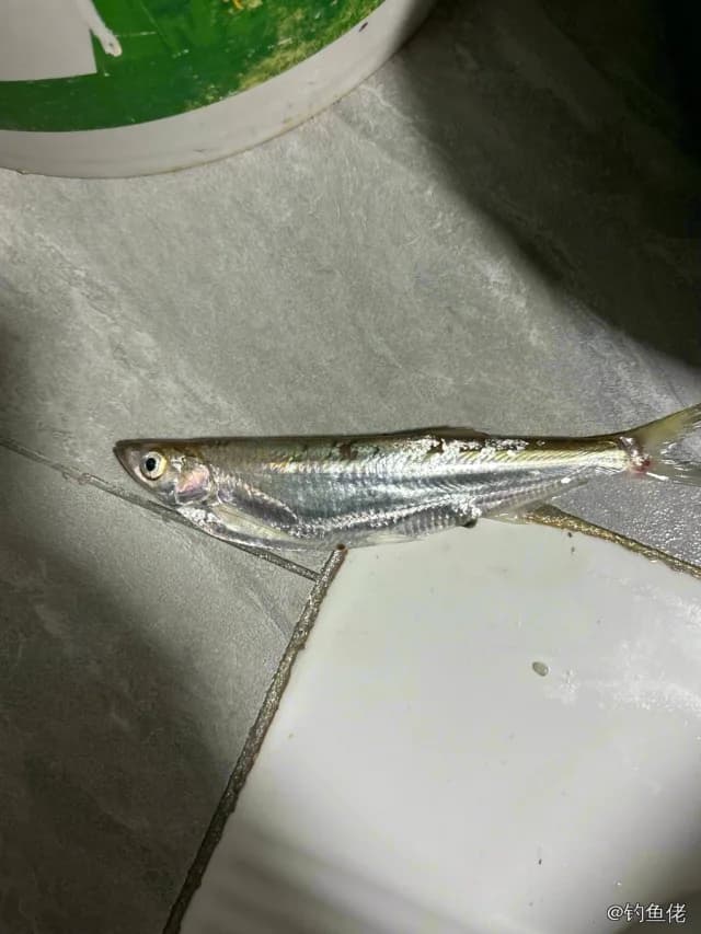 似鱎钓获 南昌市 0.25kg