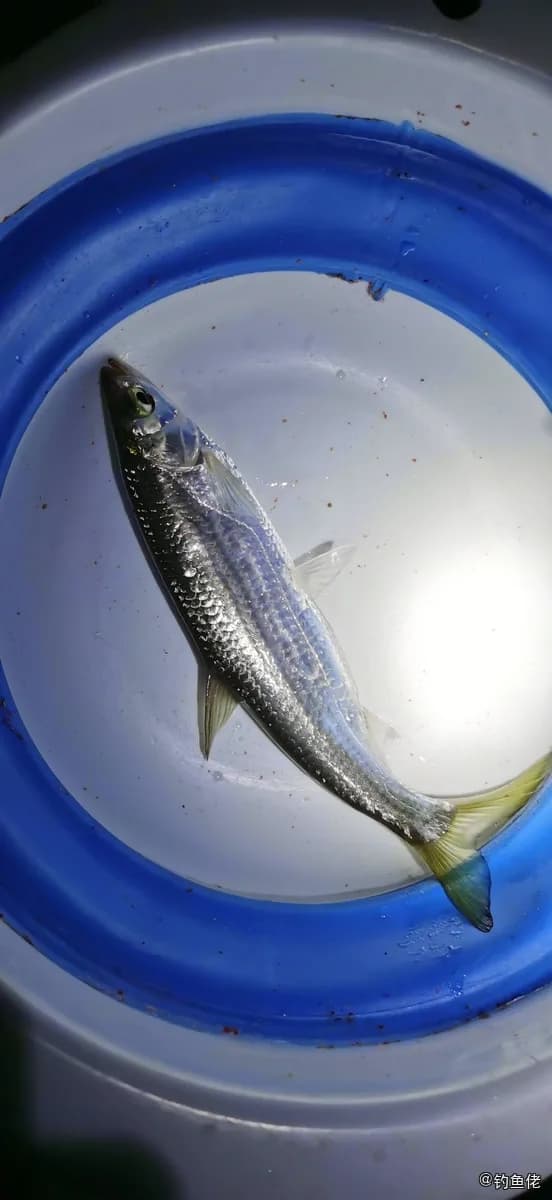 似鱎钓获 江门市 0.2kg